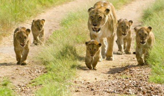 Only Home of Asiatic Lion Sasan Gir